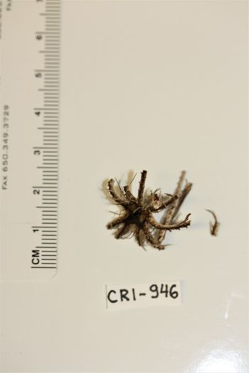 Media type: image;   Invertebrate Zoology CRI-946 Description: Preserved specimen.;